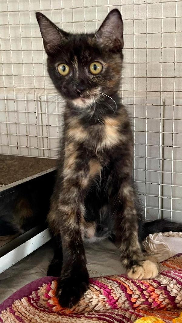 Scura Tenera Gattina